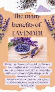 lavender-1