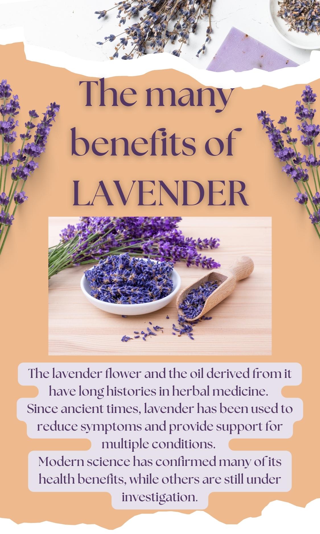 lavender-1