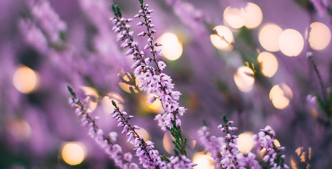 The Many Benefits of Lavender