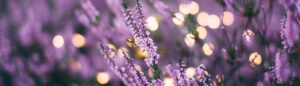 lavender-main