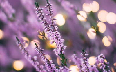 The Many Benefits of Lavender