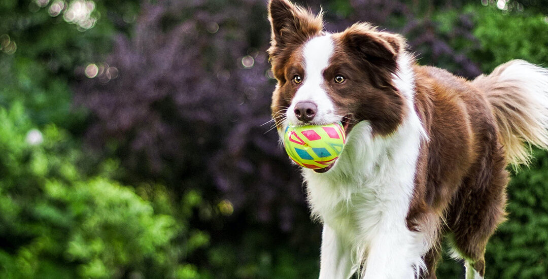 April is Canine Fitness Month