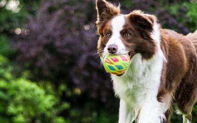 April is Canine Fitness Month