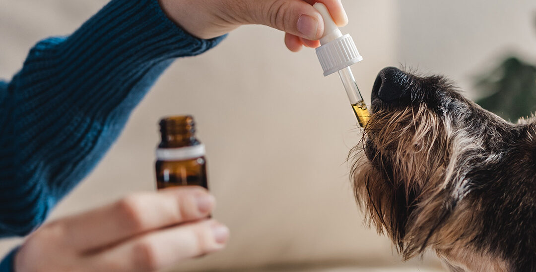 How CBD may benefit your furry friends