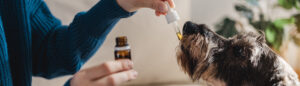 2023-04-18-How-CBD-may-benefit-your-furry-friends-1920x550