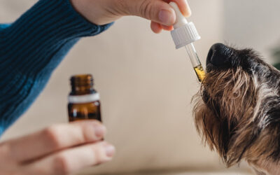 How CBD may benefit your furry friends