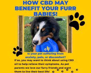 2023-04-18 How CBD may benefit your furry friends1