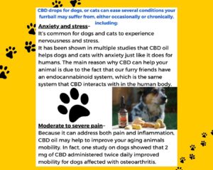 2023-04-18 How CBD may benefit your furry friends3