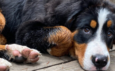 CBD for Pets: How Cannabidiol May Boost Animal Health
