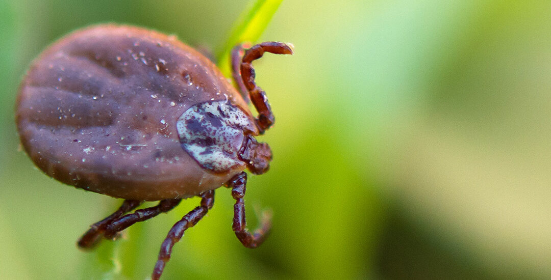 Can CBD Help with Lyme Disease Symptoms?