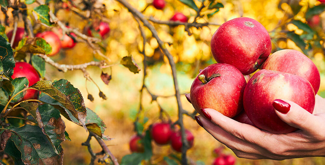 Fall is Officially Here: Embrace the Autumnal Equinox