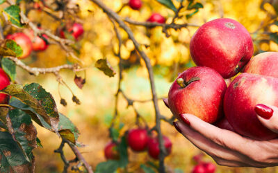 Fall is Officially Here: Embrace the Autumnal Equinox